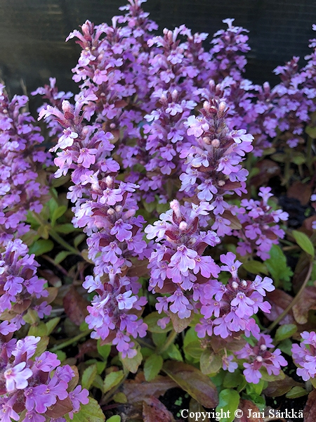 Ajuga reptans 'Pink Elf', ronsyakankaali